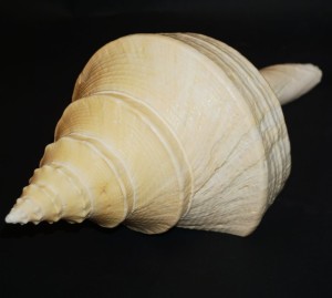 Muszla Syrinx aruanus (Linne, 1758) n.4.3