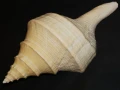 DSC07878.JPG