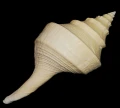 DSC07879.JPG