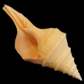 DSC07890.JPG