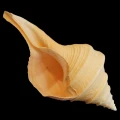 DSC07882.JPG