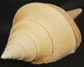 DSC07883.JPG