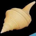 DSC07884.JPG