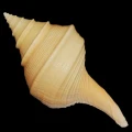 DSC07885.JPG