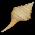 DSC07886.JPG