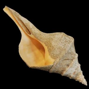 Muszla Syrinx aruanus (Linne, 1758) naturalna 2