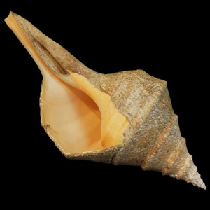 Muszla Syrinx aruanus (Linne, 1758) naturalna 3