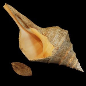 Muszla Syrinx aruanus (Linne, 1758) naturalna 3
