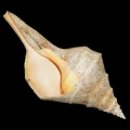 DSC07916.JPG