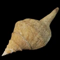 DSC07921.JPG