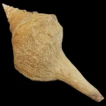 DSC07924.JPG
