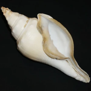 Muszla Turbinella fusus (Sowerby I, 1825) n.1