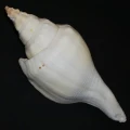 DSC07926.JPG