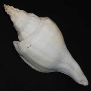 Muszla Turbinella fusus (Sowerby I, 1825) n.1