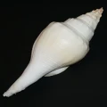DSC07929.JPG