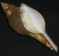 DSC07932.JPG