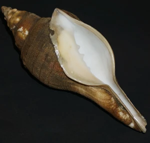 Muszla Turbinella fusus (Sowerby I, 1825) n.2