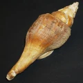 DSC07934.JPG