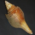 DSC07930.JPG