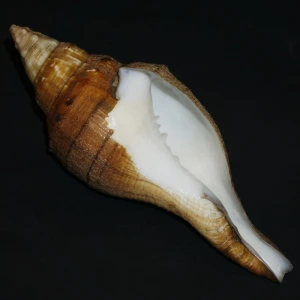 Muszla Turbinella fusus (Sowerby I, 1825) n.3