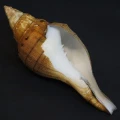 DSC07938.JPG