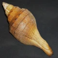 DSC07939.JPG