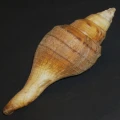 DSC07940.JPG