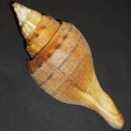 DSC07935.JPG
