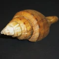 DSC07936.JPG