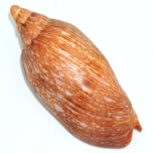 Muszla zwójki Cymbiola innexa marispuma (Angioy & Biraghi, 1977) n.1