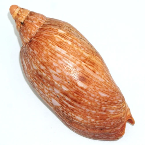 DSC07944.JPG