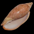 DSC07943.JPG