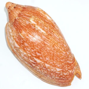Muszla zwójki Cymbiola innexa marispuma (Angioy & Biraghi, 1977) n.2