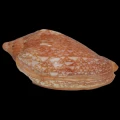 DSC07946.JPG