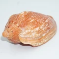 DSC07947.JPG