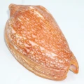 DSC07948.JPG