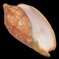 DSC07950.JPG