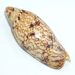 Muszla zwójki Amoria turneri f. newmanae (Cotton, 1949) n.1