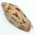 DSC07963.JPG