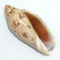 DSC07964.JPG