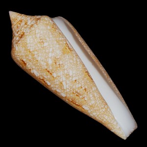 Muszla stożka Conus gloriamaris (Chemnitz, 1777) n.4