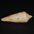 DSC07987.JPG