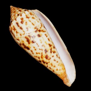 Muszla stożka Conus phuketensis (da Motta, 1978)