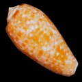 DSC07969.JPG