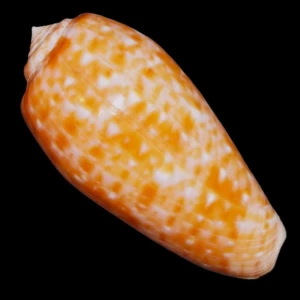 Muszla stożka Conus bullatus (Linne, 1758) n.3