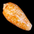DSC07970.JPG
