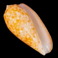 DSC07971.JPG