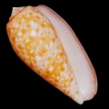 DSC07972.JPG