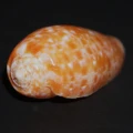 DSC07973.JPG