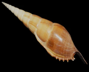 Muszla Tibia insulaechorab (Roding, 1798) n.1